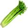 VERDURAS FRESCAS - Apio Mata