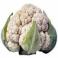 VERDURAS FRESCAS - Coliflor