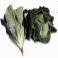 VERDURAS FRESCAS - Lechuga Costina