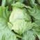 VERDURAS FRESCAS - Lechuga Escarola