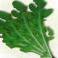 VERDURAS FRESCAS - Rucula