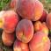 FRUTA FRESCA - Duraznos